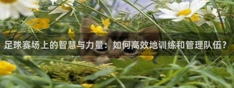 足球赛场上的智慧与力量：如何高效地训练和管理队伍？